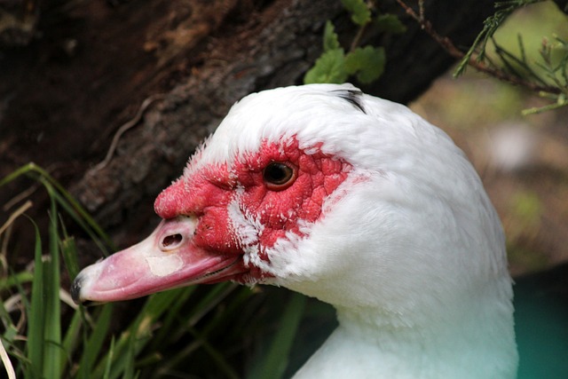 有了显著增 有了显著增